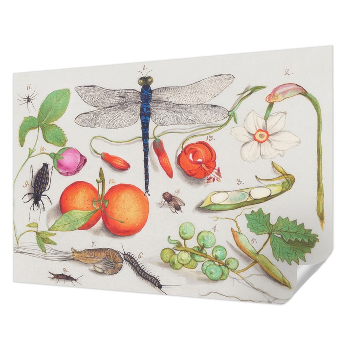 Fali Fotótapéta Autocolant, Wallfluent, Ilustratie naturala, Alb, 312 x 219 cm, Pentru Living, Birou, Hol, 010170060960000285551