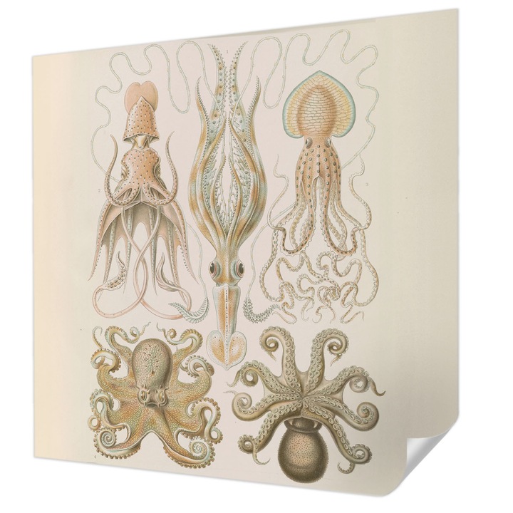 Öntapadós Fotótapéta Falra, Wallfluent, Tengeri élővilág, Bézs, 250 x 250 cm, Nappaliba, Konyhába, 010170060030000285376