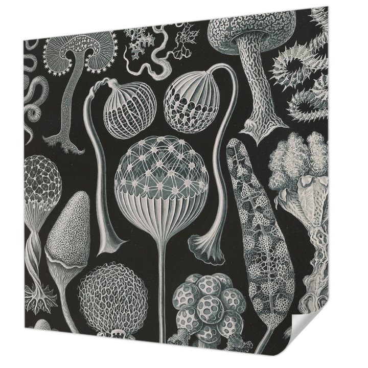 Öntapadós Dekor Tapéta, Wallfluent, Varázslatos növények, Fekete, 250 x 250 cm, Könnyen Tisztítható, Nedvességálló, 010170060030000285378