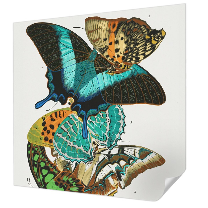 Öntapadós Dekor Tapéta, Wallfluent, Színes pillangók, Türkiz, 250 x 250 cm, Klasszikus, Könnyen Felszerelhető, 010170060030000285383