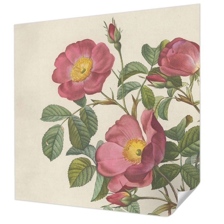 Öntapadós Dekor Tapéta, Wallfluent, Rózsa motívum, Rózsaszín, 250 x 250 cm, Fali Dekoráció, Nedvesség- És Foltálló, 010170060030000285379