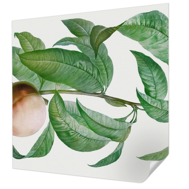 Öntapadós Dekor Tapéta, Wallfluent, Érett őszibarack, Zöld, 250 x 250 cm, Fali Dekoráció, Nedvesség- És Foltálló, 010170060030000285415