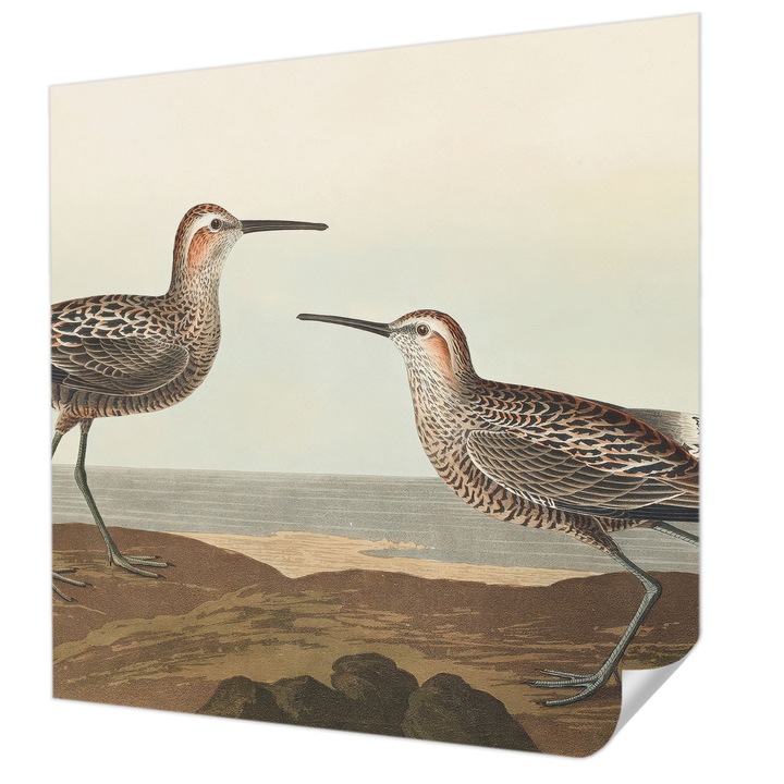 Öntapadós Tapéta Fali Dekoráció, Wallfluent, Madár sziluettek, Barna, 250 x 250 cm, Könnyen Tisztítható, Nedvességálló, 010170060030000285300