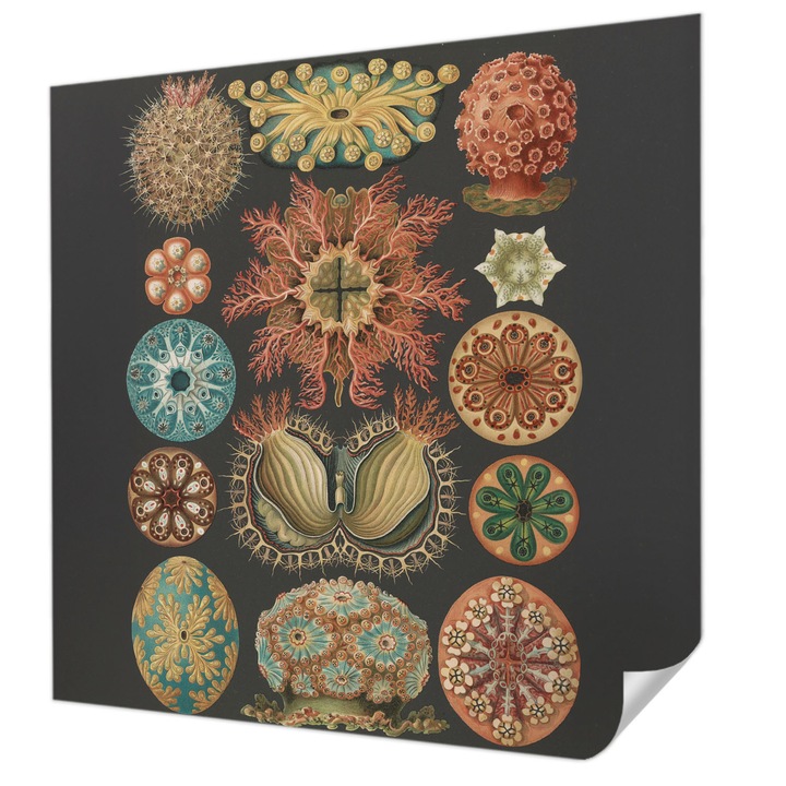 Öntapadós Tapéta Fali Dekoráció, Wallfluent, Tengeri inspirációk, Fekete, 250 x 250 cm, Modern Dizájn, Könnyen Felszerelhető És Tisztítható, 010170060030000285381