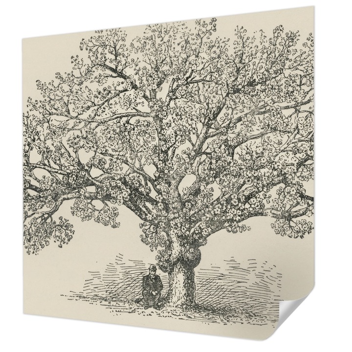 Öntapadós Tapéta Falra, Wallfluent, Fa illusztráció, Fekete és fehér, 250 x 250 cm, Erős Ragasztó, Modern Belsőépítészeti Dekoráció, 010170060030000285419