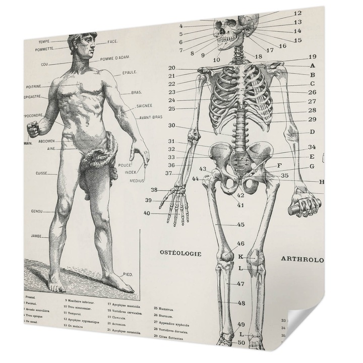 Öntapadós Fotótapéta Falra, Wallfluent, Klasszikus anatómia, Fekete, 250 x 250 cm, Könnyen Tisztítható, Nedvességálló, 010170060030000285427