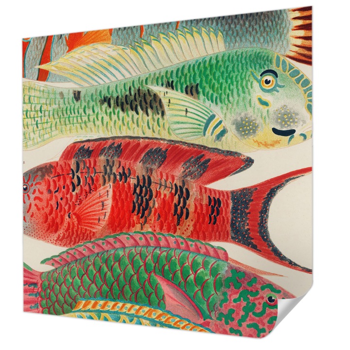 Öntapadós Dekor Tapéta, Wallfluent, Egzotikus halak, Zöld, 250 x 250 cm, Fali Dekoráció, Nedvesség- És Foltálló, 010170060030000285435