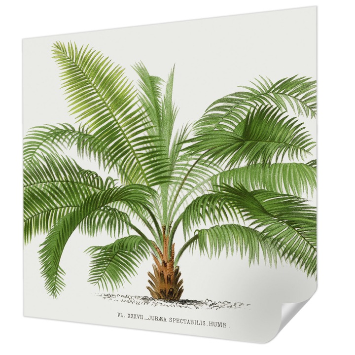 Öntapadós Dekor Tapéta, Wallfluent, Fényes pálmafa, Zöld, 250 x 250 cm, Könnyen Tisztítható, Nedvességálló, 010170060030000285434