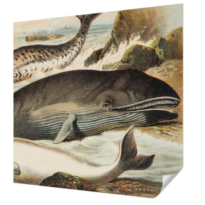 Öntapadós Tapéta Falra, Wallfluent, Tengeri óriások, Fehér, 250 x 250 cm, Fali Dekoráció, Nedvesség- És Foltálló, 010170060030000285450