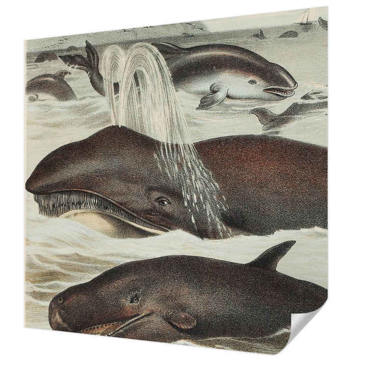 Öntapadós Tapéta Falra, Wallfluent, Tengeri élőlények, Barna, 250 x 250 cm, Modern Dizájn, Könnyen Felszerelhető És Tisztítható, 010170060030000285451