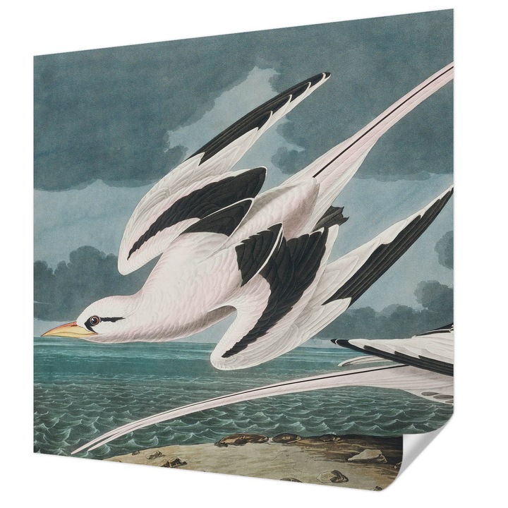 Öntapadós Dekor Tapéta, Wallfluent, Madarak a tenger mellett, Szürke, 250 x 250 cm, Dekoráció, Falra, 010170060030000285471