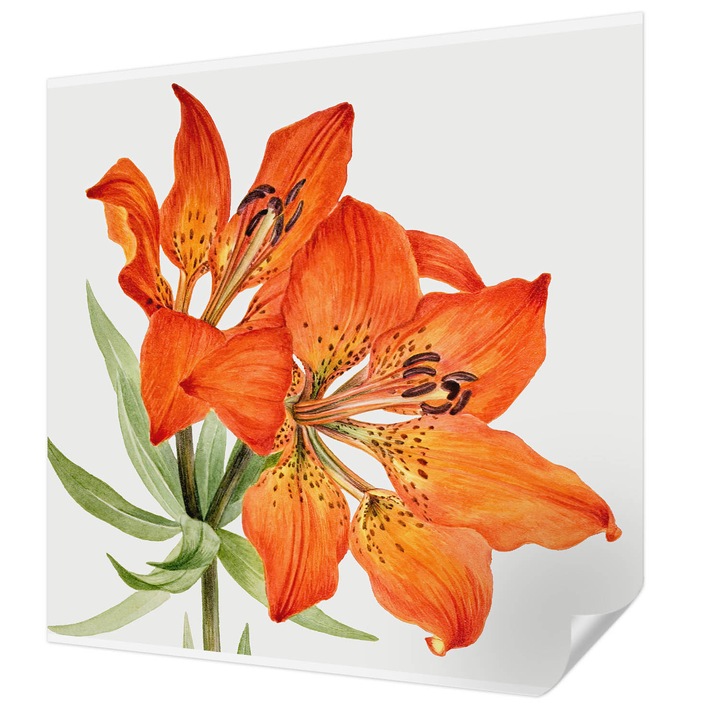 Öntapadós Tapéta Falra, Wallfluent, Narancssárga liliom, Narancssárga, 250 x 250 cm, Modern Dizájn, Könnyen Felszerelhető És Tisztítható, 010170060030000285484