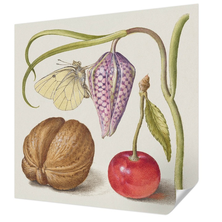 Öntapadós Tapéta Falra, Wallfluent, Pillangó növény, Krémszín, 250 x 250 cm, Fali Dekoráció, Nedvesség- És Foltálló, 010170060030000285483