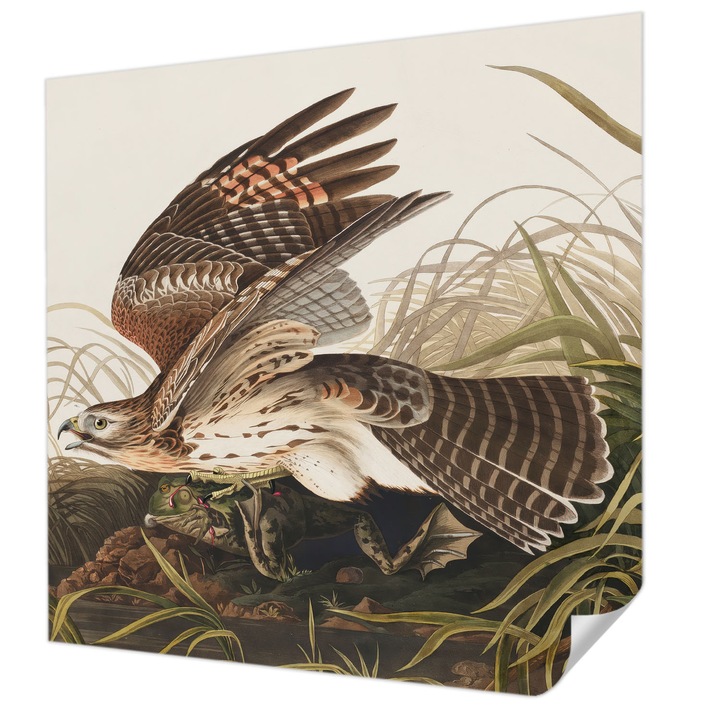 Öntapadós Dekor Tapéta, Wallfluent, Szárnyas szépség, Szürke, 250 x 250 cm, Nappaliba, Konyhába, 010170060030000285472