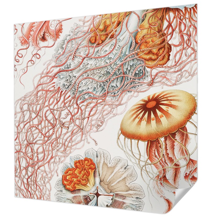 Öntapadós Fotótapéta Falra, Wallfluent, Díszes medúza, Piros, 250 x 250 cm, Dekoráció, Erős Ragasztó, 010170060030000285494