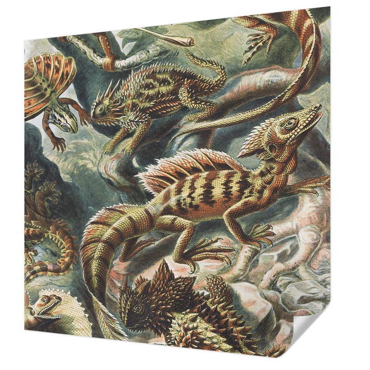 Öntapadós Fotótapéta Falra, Wallfluent, Egzotikus hüllők, Fekete, 250 x 250 cm, Klasszikus, Könnyen Felszerelhető, 010170060030000285495