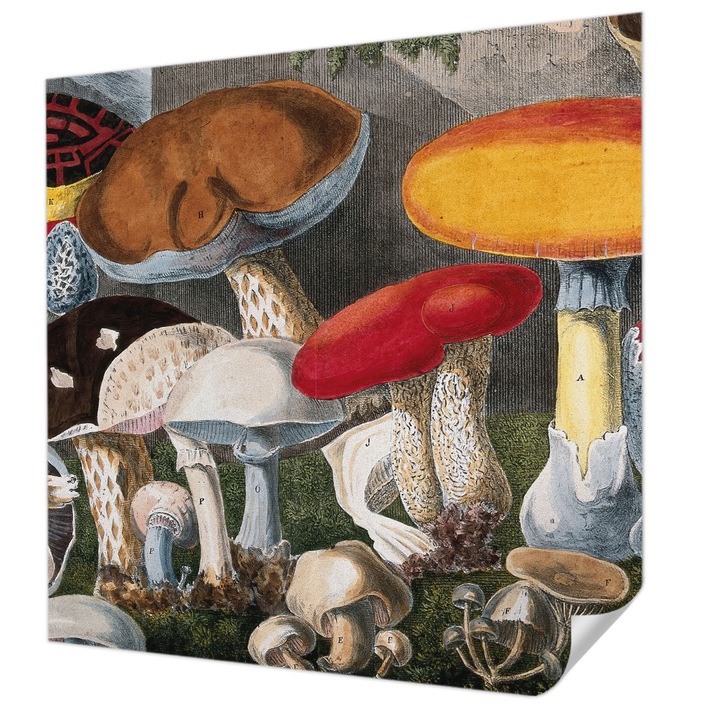 Öntapadós Tapéta Fali Dekoráció, Wallfluent, Botanikai gombák, Barna, 250 x 250 cm, Modern Dizájn, Nedvesség- És Foltálló, 010170060030000285506