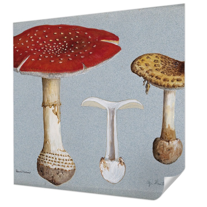 Öntapadós Tapéta Fali Dekoráció, Wallfluent, Gomba metszetek, Szürke, 250 x 250 cm, Klasszikus, Könnyen Felszerelhető, 010170060030000285507