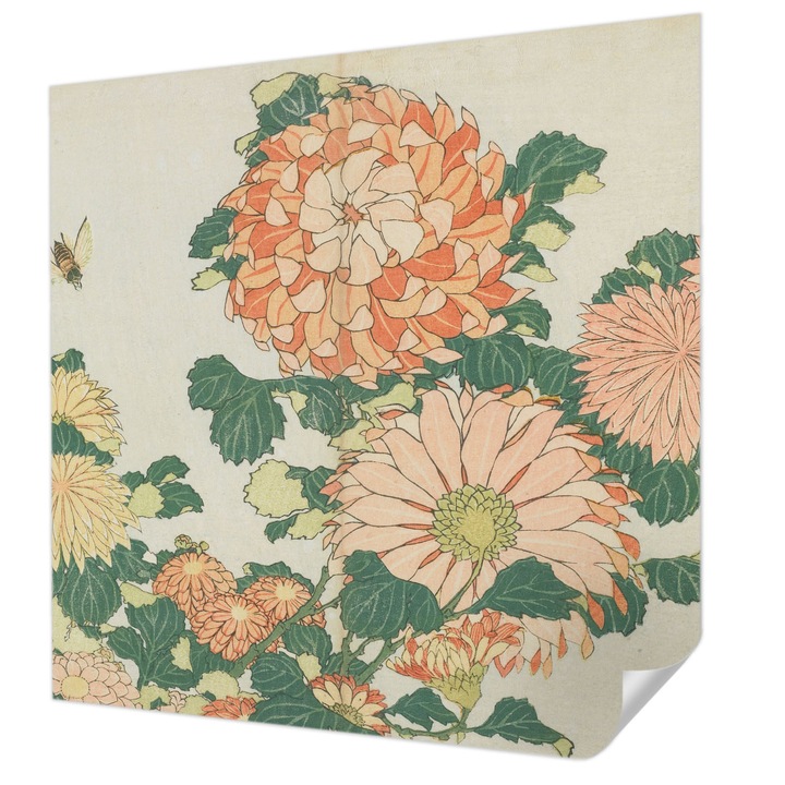 Öntapadós Tapéta Falra, Wallfluent, Krizantém virágok, Krémszín, 250 x 250 cm, Fali Dekoráció, Nedvesség- És Foltálló, 010170060030000285547