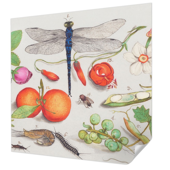 Öntapadós Tapéta Falra, Wallfluent, Természet illusztráció, Fehér, 250 x 250 cm, Dekoráció, Klasszikus, 010170060030000285551