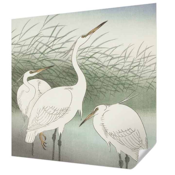 Öntapadós Fotótapéta Falra, Wallfluent, Gémek a fűben, Fehér, 250 x 250 cm, Könnyen Tisztítható, Nedvességálló, 010170060030000285554