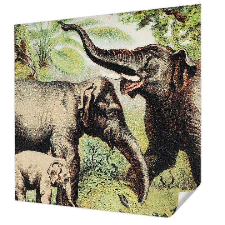 Öntapadós Tapéta Fali Dekoráció, Wallfluent, Családi elefántok, Zöld, 250 x 250 cm, Előszobába, Hálószobába, 010170060030000285579