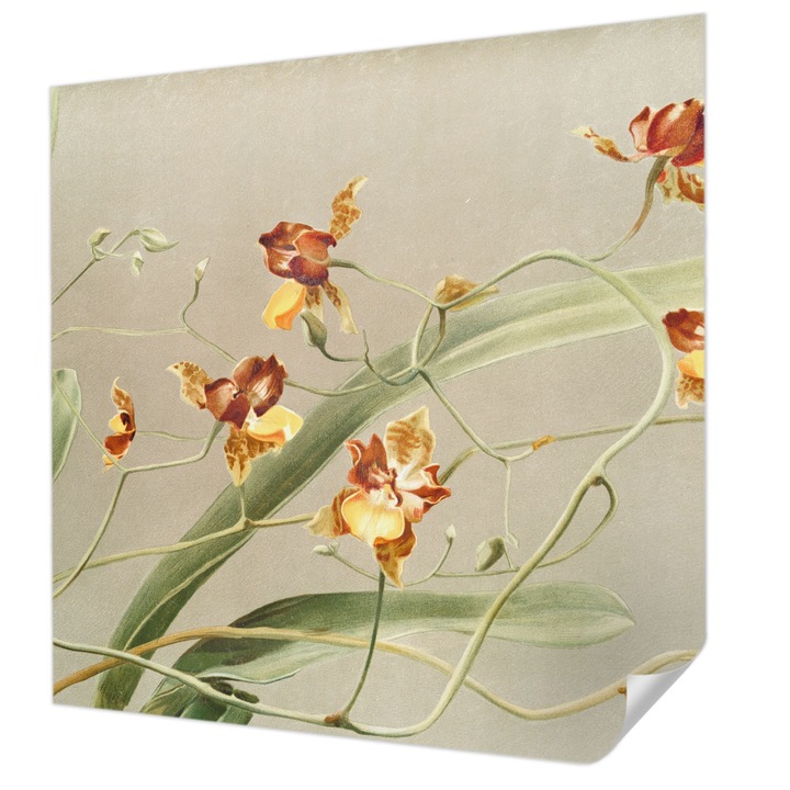 Öntapadós Tapéta Falra, Wallfluent, Klasszikus orchideák, Szürke, 250 x 250 cm, Könnyen Tisztítható, Nedvességálló, 010170060030000285577