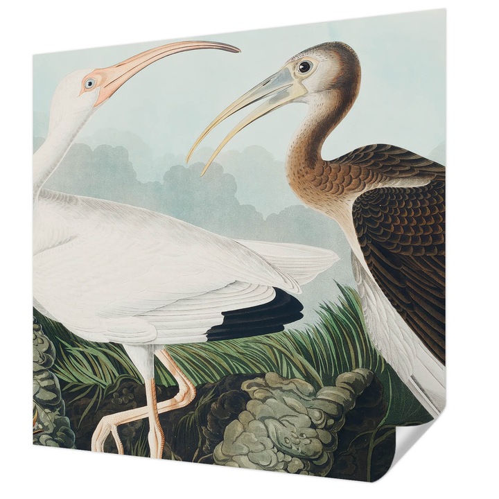 Öntapadós Fotótapéta Falra, Wallfluent, Madárpár, Fehér, 250 x 250 cm, Előszobába, Hálószobába, 010170060030000285595