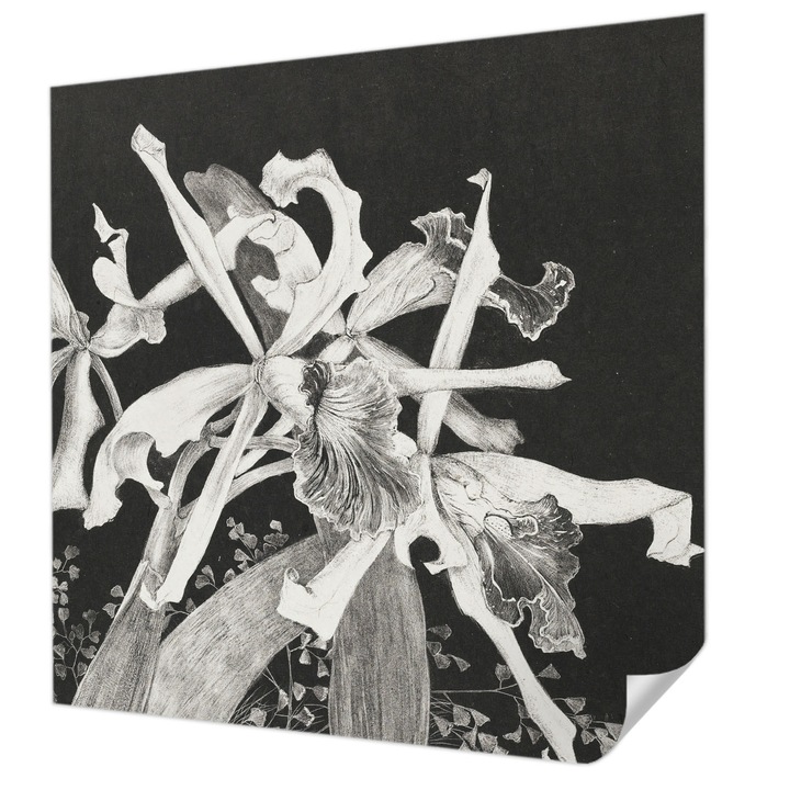 Öntapadós Dekor Tapéta, Wallfluent, Orchidea illusztráció, Fekete, 250 x 250 cm, Dekoráció, Falra, 010170060030000285601