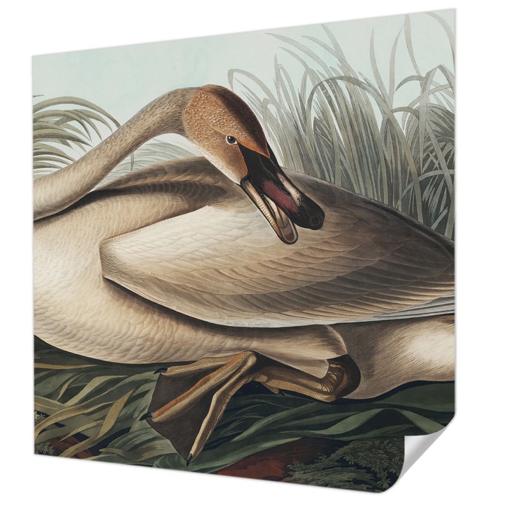 Öntapadós Dekor Tapéta, Wallfluent, Természetes madár, Barna, 250 x 250 cm, Modern Dizájn, Könnyen Felszerelhető És Tisztítható, 010170060030000285598