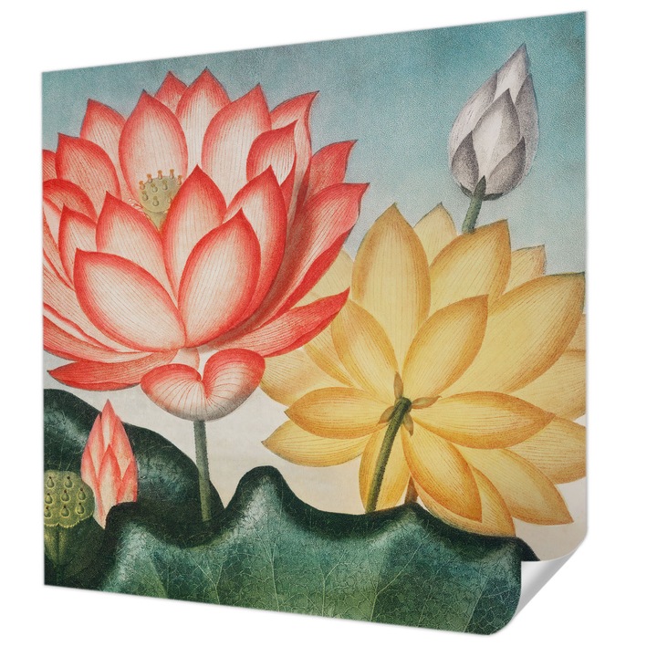 Öntapadós Tapéta Falra, Wallfluent, Lótuszvirágok, Piros, 250 x 250 cm, Dekoráció, Klasszikus, 010170060030000285620