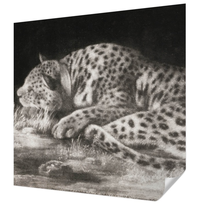 Öntapadós Tapéta Fali Dekoráció, Wallfluent, Leopárd pihen, Fekete és fehér, 250 x 250 cm, Előszobába, Hálószobába, 010170060030000285648