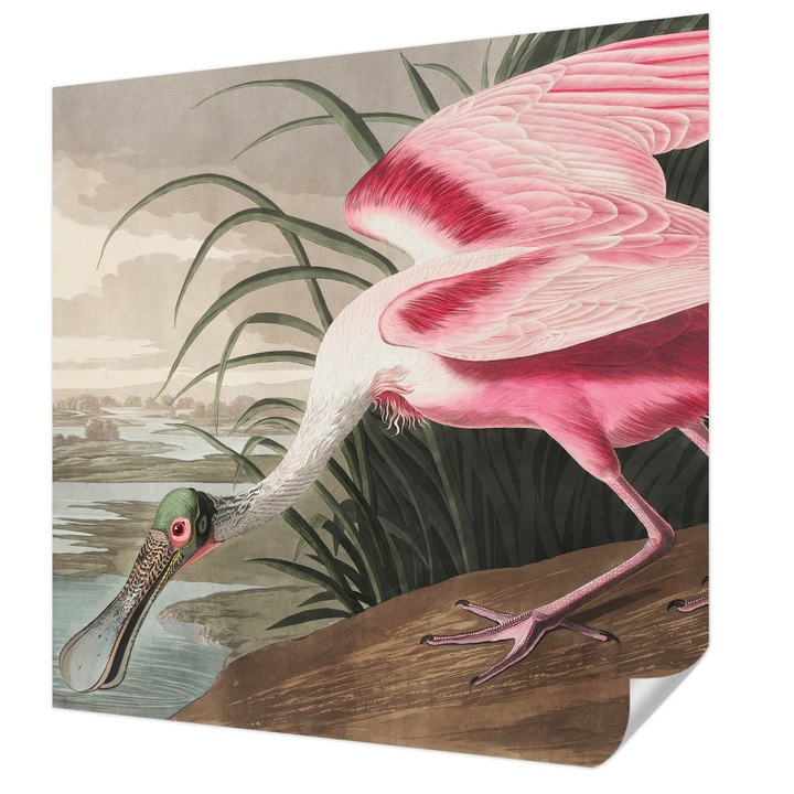 Öntapadós Fotótapéta Falra, Wallfluent, Egzotikus madár, Szürke, 250 x 250 cm, Fali Dekoráció, Nedvesség- És Foltálló, 010170060030000285658