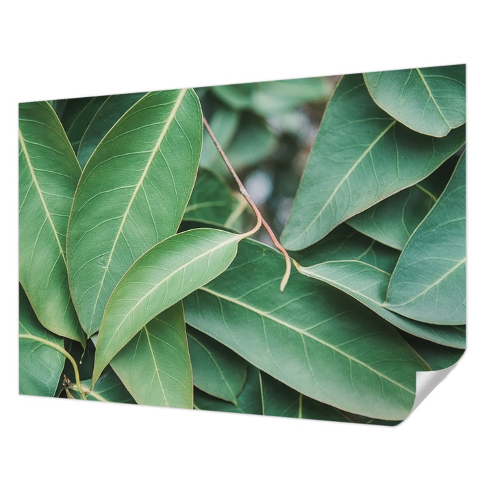 Tapet Autodeziv De Perete, Wallfluent, Frunze verzi, Verde, 208 x 146 cm, Pentru Interior, Usor De Curatat, 010170060950000284889