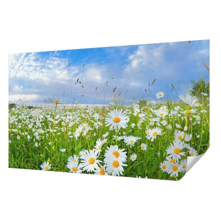 Öntapadós Dekor Tapéta, Wallfluent, Nyári rét, Fehér, 416 x 254 cm, Fali Dekoráció, Nedvesség- És Foltálló, 010170060070000000257