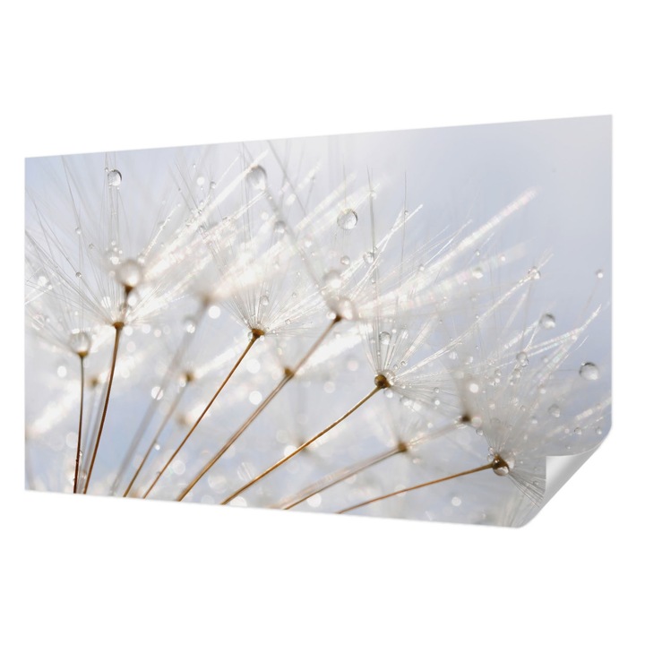 Öntapadós Tapéta Falra, Wallfluent, Rózsás pitypang, Fehér, 416 x 254 cm, Klasszikus, Könnyen Felszerelhető, 010170060070000001022