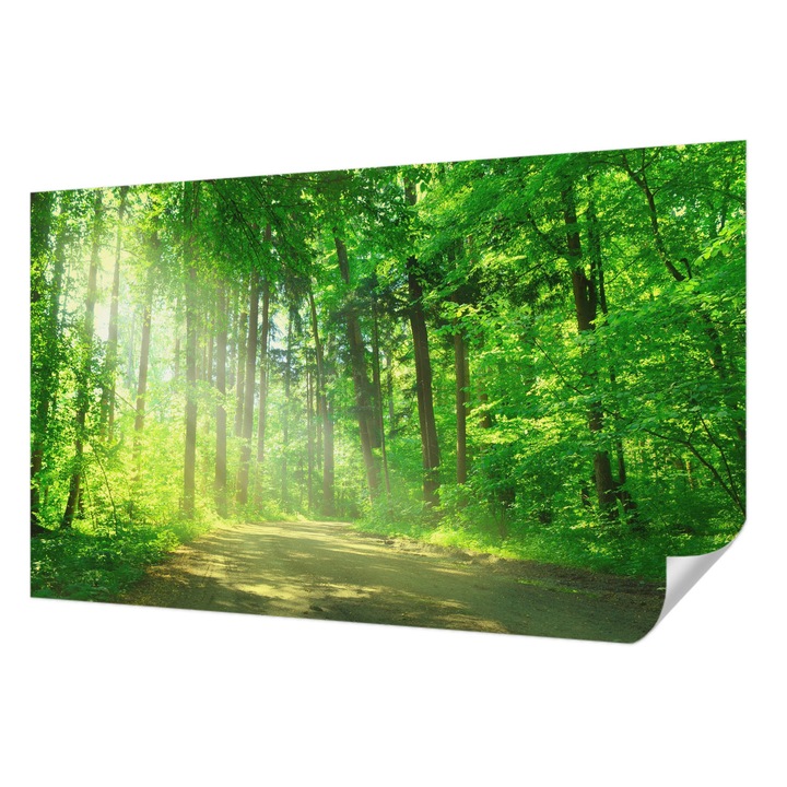 Öntapadós Dekor Tapéta, Wallfluent, Erdei ösvény, Zöld, 416 x 254 cm, Könnyen Tisztítható, Nedvességálló, 010170060070000001454