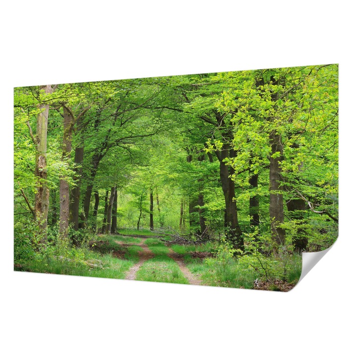 Öntapadós Tapéta Fali Dekoráció, Wallfluent, Erdei ösvény, Zöld, 416 x 254 cm, Nappaliba, Konyhába, 010170060070000007217