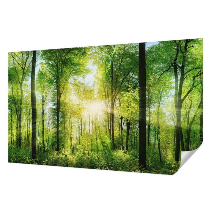 Öntapadós Tapéta Falra, Wallfluent, Erdő harmóniája, Zöld, 416 x 254 cm, Klasszikus, Könnyen Felszerelhető, 010170060070000007593