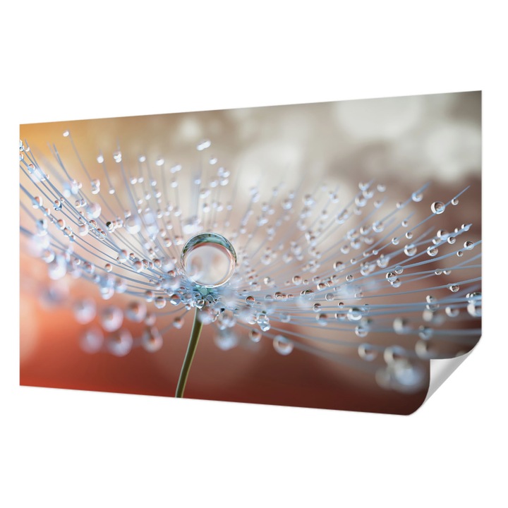 Öntapadós Dekor Tapéta, Wallfluent, Egy csepp a pitypangon, Fehér, 416 x 254 cm, Klasszikus, Könnyen Felszerelhető, 010170060070000010549