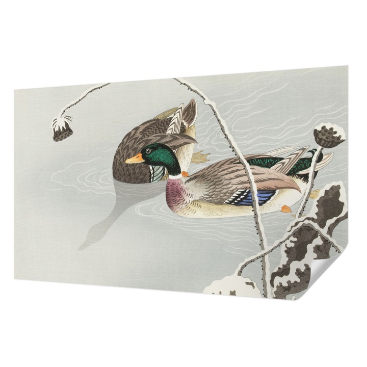 Öntapadós Tapéta Falra, Wallfluent, Nyugodt kacsák, Szürke, 416 x 254 cm, Fali Dekoráció, Nedvesség- És Foltálló, 010170060070000017883