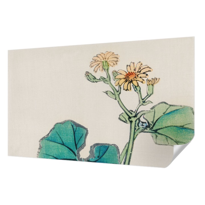 Öntapadós Fotótapéta Falra, Wallfluent, Virág és levelek, Fehér, 416 x 254 cm, Nappaliba, Konyhába, 010170060070000017994