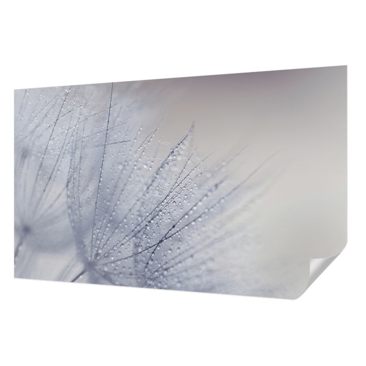 Öntapadós Fotótapéta Falra, Wallfluent, Harmatos pitypang, Fehér, 416 x 254 cm, Fali Dekoráció, Nedvesség- És Foltálló, 010170060070000028293