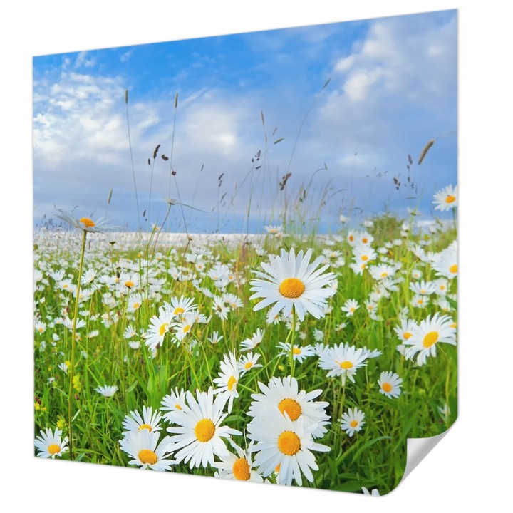 Öntapadós Dekor Tapéta, Wallfluent, Nyári rét, Fehér, 250 x 250 cm, Fali Dekoráció, Nedvesség- És Foltálló, 010170060030000000257