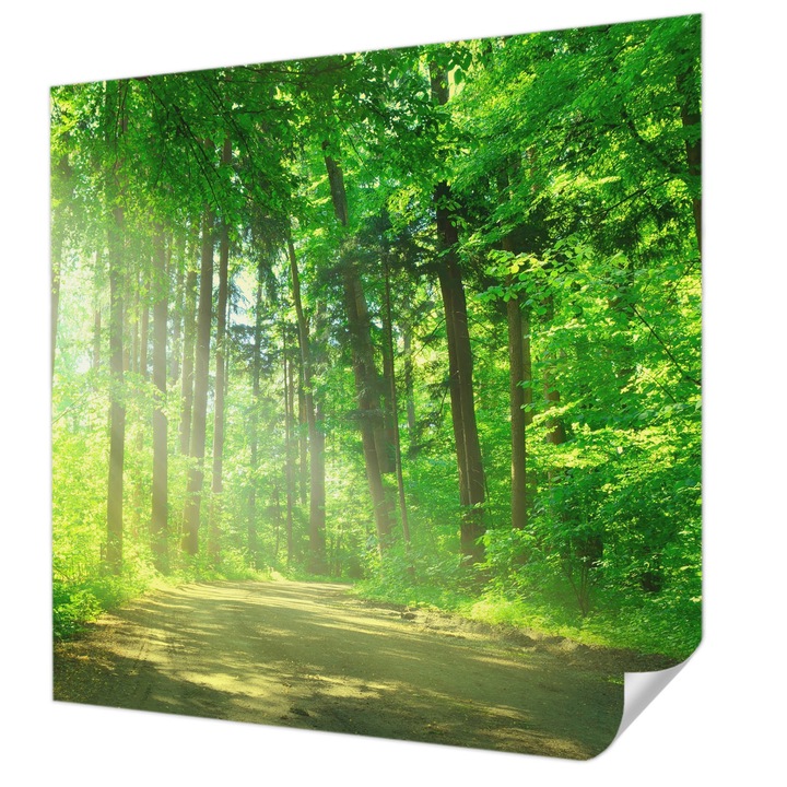 Öntapadós Dekor Tapéta, Wallfluent, Erdei ösvény, Zöld, 250 x 250 cm, Könnyen Tisztítható, Nedvességálló, 010170060030000001454