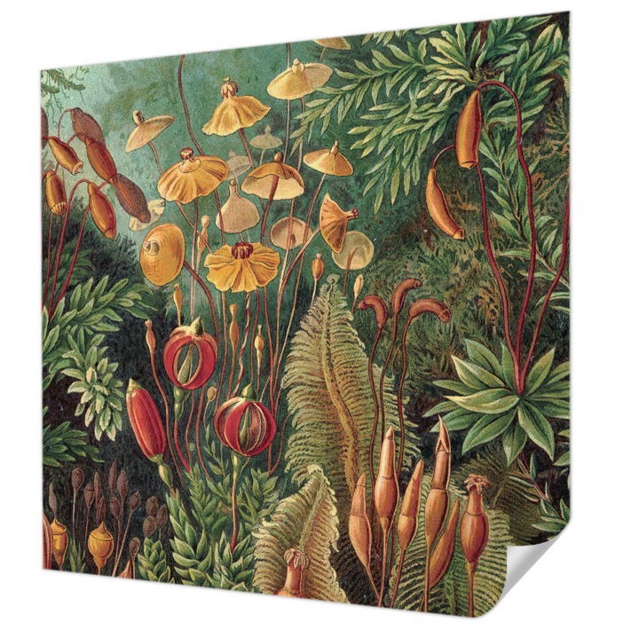 Öntapadós Tapéta Falra, Wallfluent, Egzotikus kert, Zöld, 250 x 250 cm, Előszobába, Hálószobába, 010170060030000057329