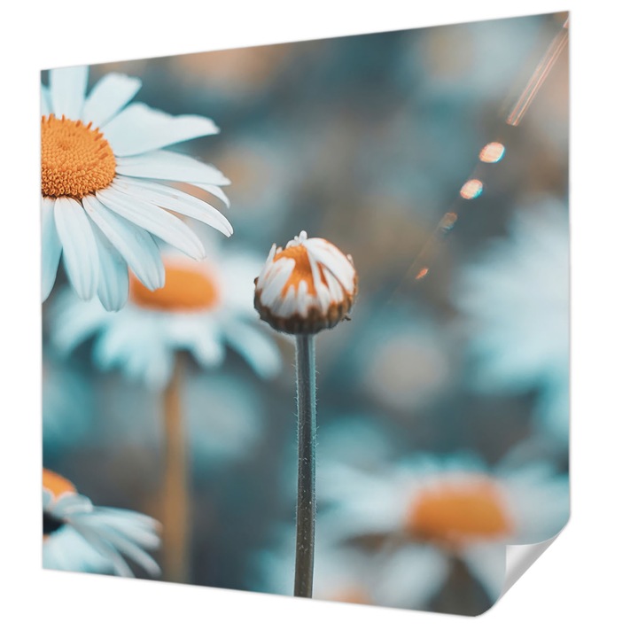 Öntapadós Dekor Tapéta, Wallfluent, Kamilla finomság, Kék, 250 x 250 cm, Nappaliba, Konyhába, 010170060030000284714