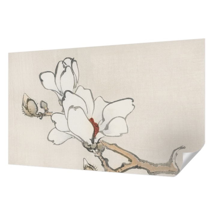 Öntapadós Fotótapéta Falra, Wallfluent, Finom magnóliák, Fehér, 416 x 254 cm, Dekoráció, Erős Ragasztó, 010170060070000017982