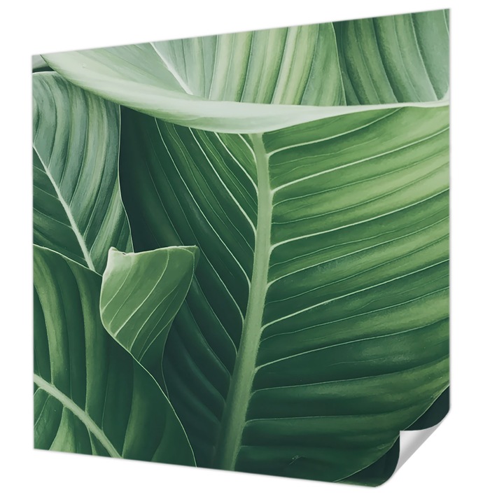 Öntapadós Fotótapéta Falra, Wallfluent, Zöld béke, Zöld, 250 x 250 cm, Előszobába, Hálószobába, 010170060030000284773