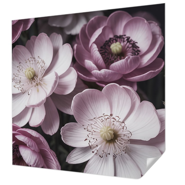 Öntapadós Fotótapéta Falra, Wallfluent, Virágos elegancia, Rózsaszín, 250 x 250 cm, Nappaliba, Konyhába, 010170060030000284870